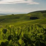 Caveau de saint-aubin : haltes, vins et idées de dégustation