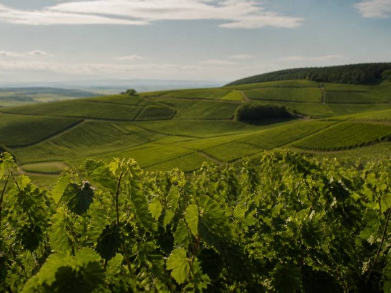 Champagne jean sélèque : élégance, précision et identité champenoise