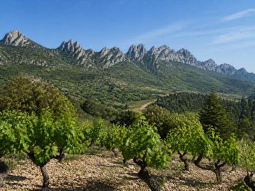 Cave gigondas : terroir, vins et paysages des dentelles de montmirail