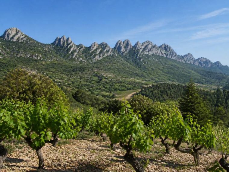 Cave gigondas : terroir, vins et paysages des dentelles de montmirail