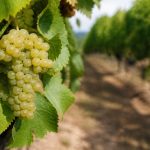 Quel vin blanc sec pour l&rsquo;apéritif : les styles qui fonctionnent le mieux
