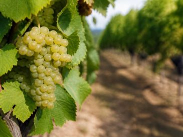 Cepage ugni blanc : rôle, profil et place dans les distillats