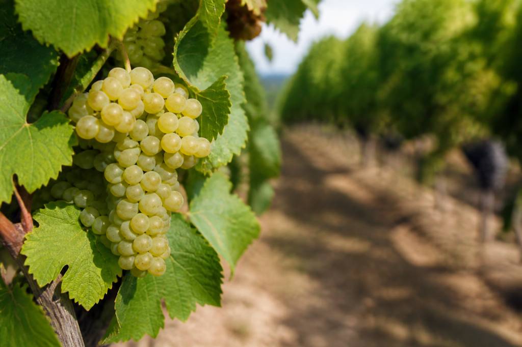 Cepage ugni blanc : rôle, profil et place dans les distillats
