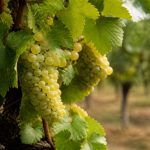 Caveau de chautagne : découverte d’un terroir savoyard authentique
