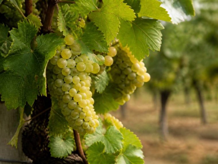 Cabernet sauvignon blanc : cépage, style et accords à connaître