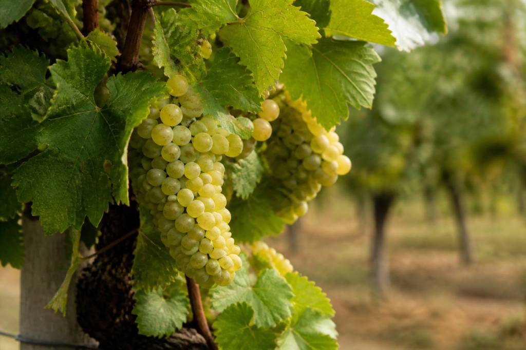 Cabernet sauvignon blanc : cépage, style et accords à connaître