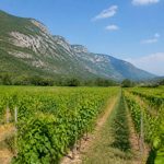 Cabernet sauvignon blanc : cépage, style et accords à connaître