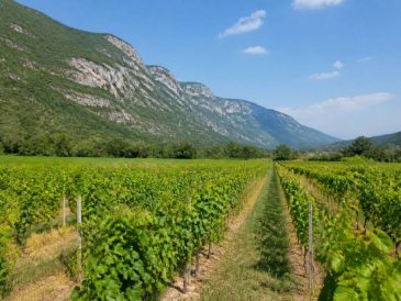 Caveau de chautagne : découverte d’un terroir savoyard authentique