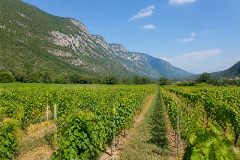 Caveau de chautagne : découverte d’un terroir savoyard authentique