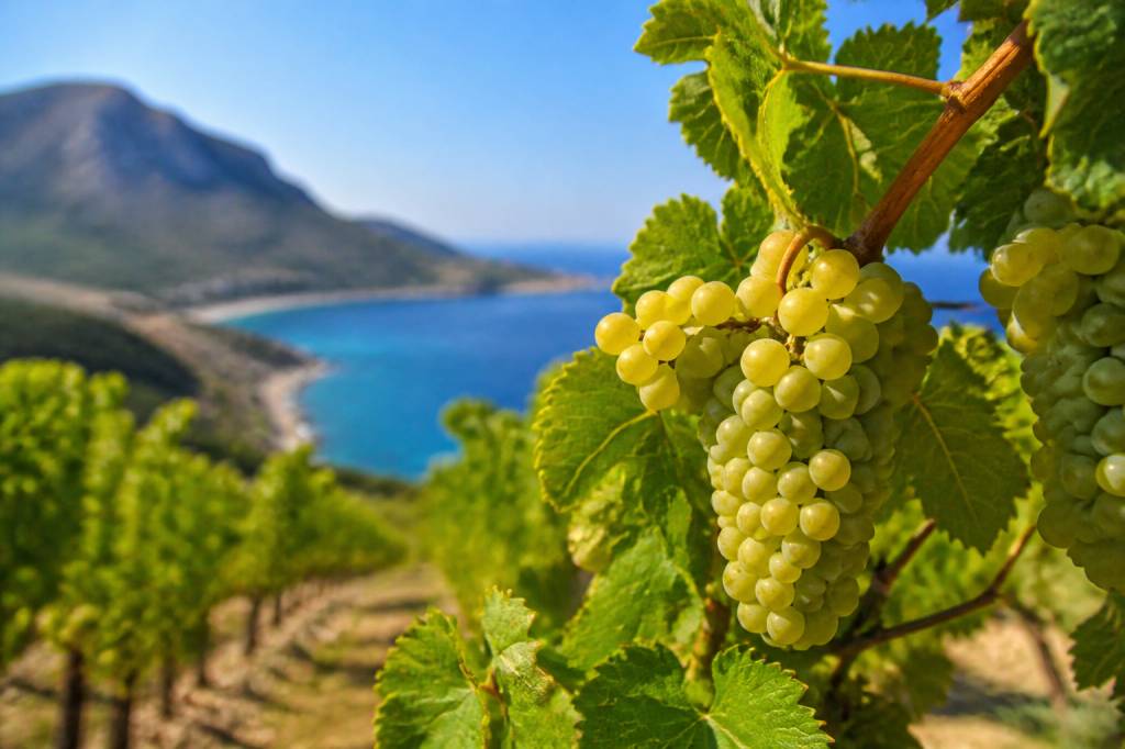 Cepage vermentino : fraîcheur, caractère méditerranéen et accords