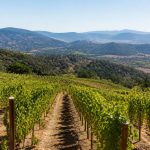 Chateau de l&rsquo;escarelle : vignoble provençal et art de vivre