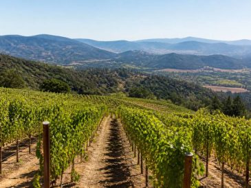 Les vins de Californie : cépages, régions et signatures à explorer