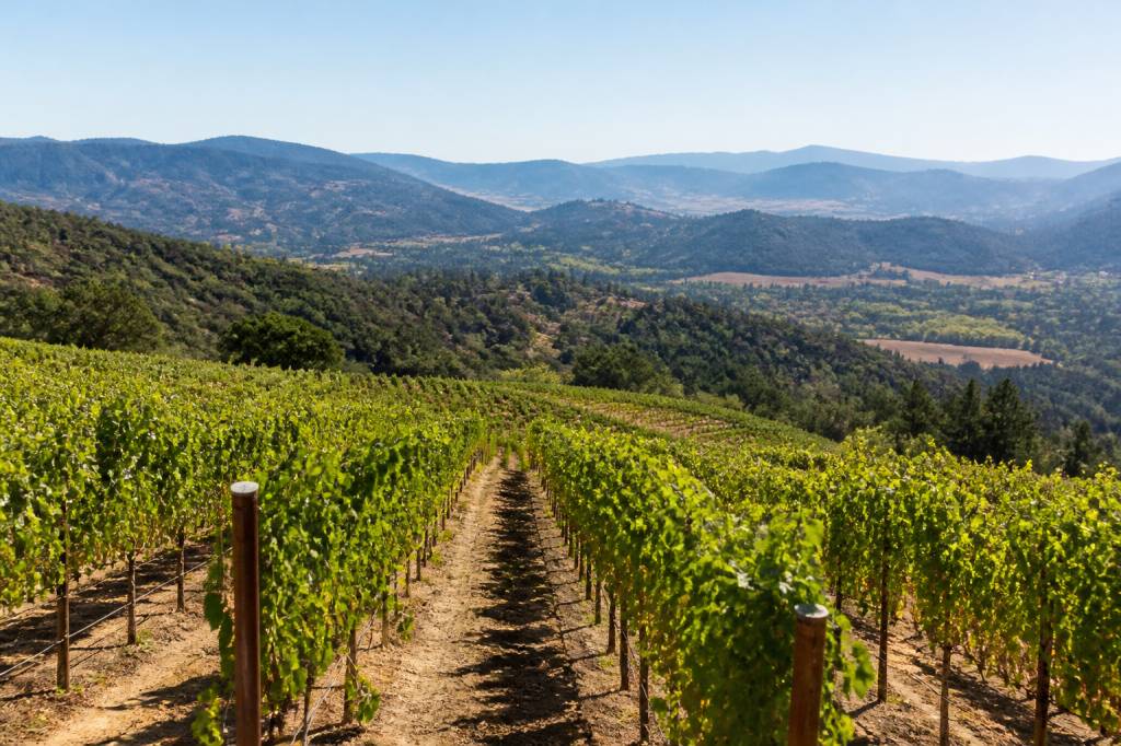Les vins de Californie : cépages, régions et signatures à explorer