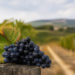Cave gigondas : terroir, vins et paysages des dentelles de montmirail