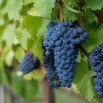 Cepage vermentino : fraîcheur, caractère méditerranéen et accords