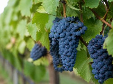 Sangiovese cépage : profil, arômes et régions de prédilection