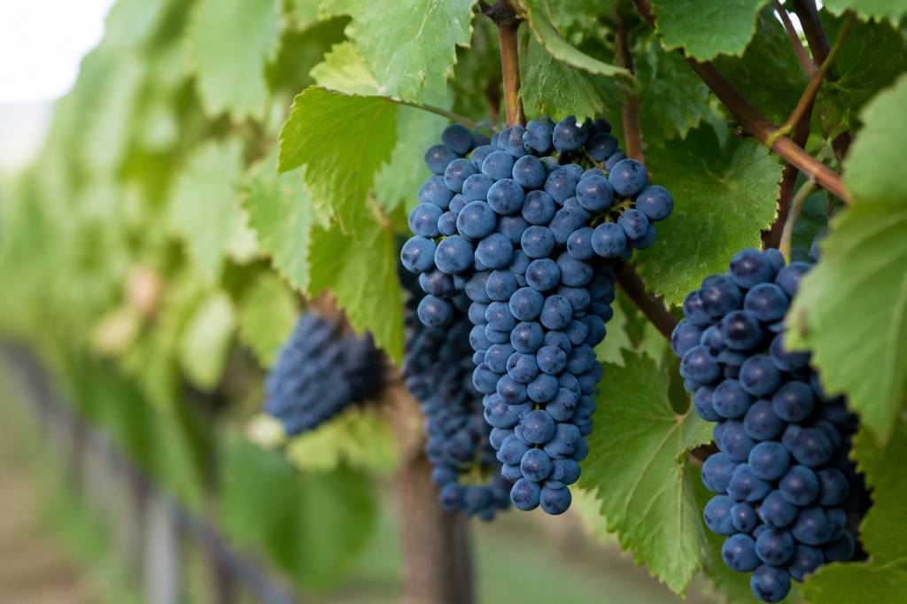 Sangiovese cépage : profil, arômes et régions de prédilection