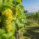 Caveau de chautagne : découverte d’un terroir savoyard authentique