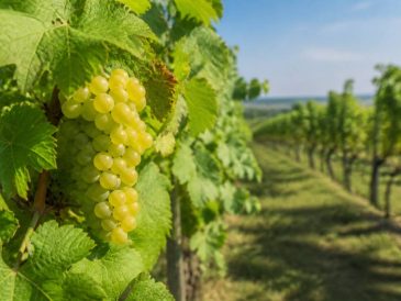 Cepages cognac : les variétés incontournables de l’eau-de-vie charentaise