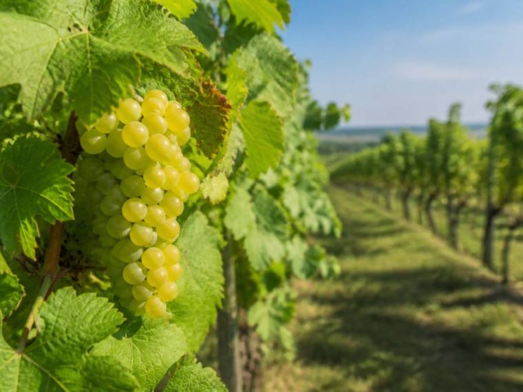 Cepages cognac : les variétés incontournables de l’eau-de-vie charentaise