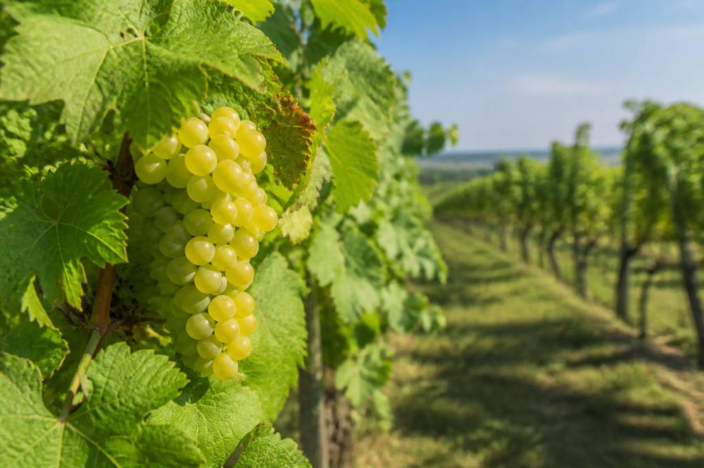 Cepages cognac : les variétés incontournables de l’eau-de-vie charentaise