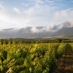 Visiter saint emilion à pied : itinéraire gourmand au cœur du village