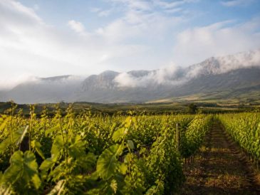 Rioja vin : comprendre les terroirs et les classifications espagnoles