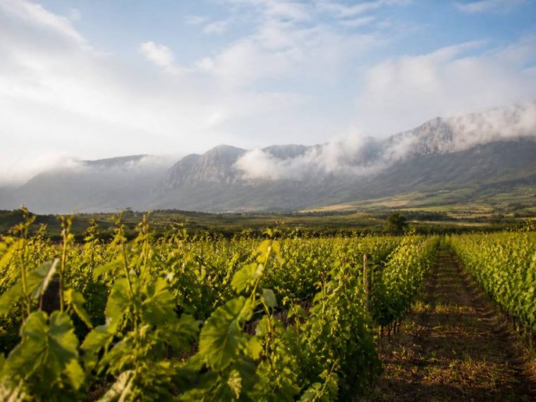 Rioja vin : comprendre les terroirs et les classifications espagnoles