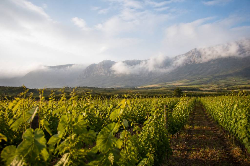 Rioja vin : comprendre les terroirs et les classifications espagnoles