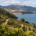 Sangiovese cépage : profil, arômes et régions de prédilection