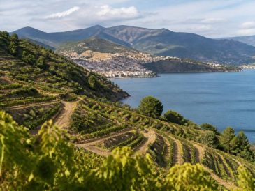 Découvrir Banyuls : terroir, vins doux naturels et paysages catalans