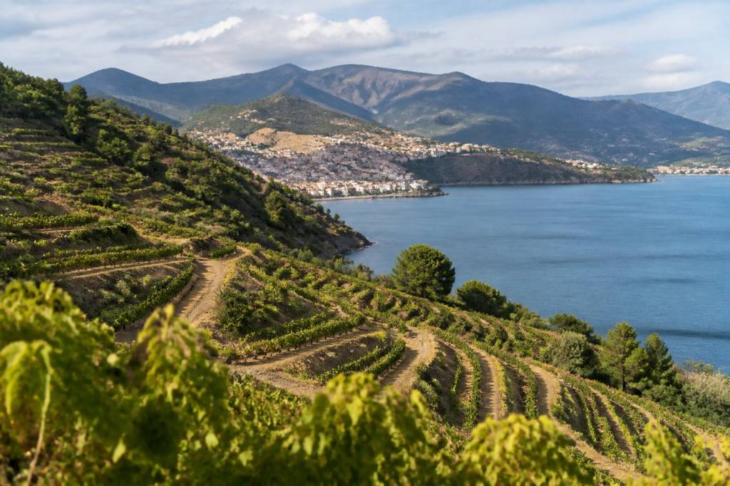 Découvrir Banyuls : terroir, vins doux naturels et paysages catalans