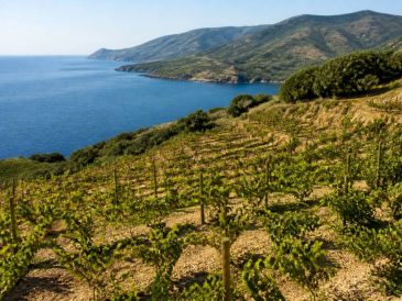 Banyuls terre des templiers : visite, terroir et vins emblématiques