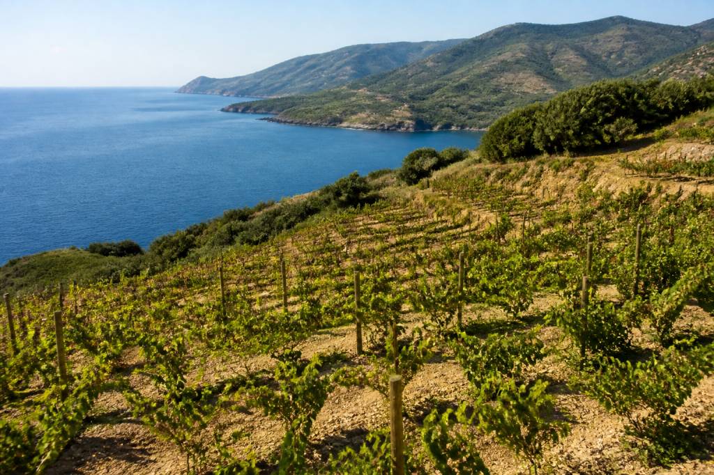 Banyuls terre des templiers : visite, terroir et vins emblématiques
